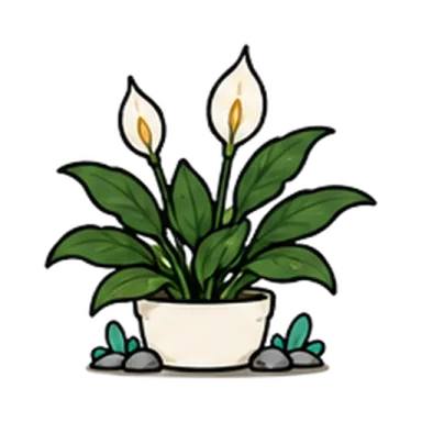 Peace lily