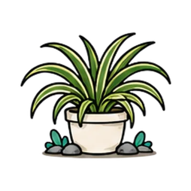Spider plant